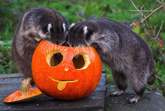 Lucunya tingkah rakun rayakan Halloween dengan buah labu