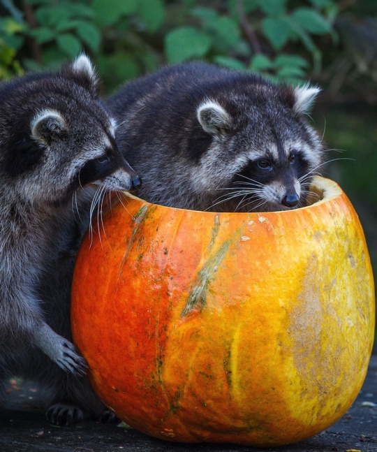 Lucunya tingkah rakun rayakan Halloween dengan buah labu