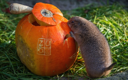 Lucunya tingkah rakun rayakan Halloween dengan buah labu