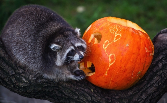 Lucunya tingkah rakun rayakan Halloween dengan buah labu