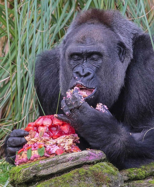 Lucunya perayaan ulang tahun gorila di London