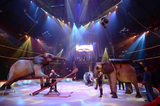 Menyaksikan aksi akrobatik gajah dalam acara sirkus di Paris
