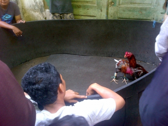 Melihat pusat turnamen sabung ayam di Kota Lama Semarang