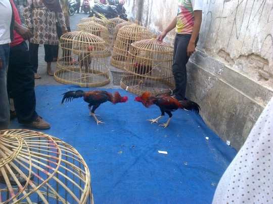 Melihat pusat turnamen sabung ayam di Kota Lama Semarang