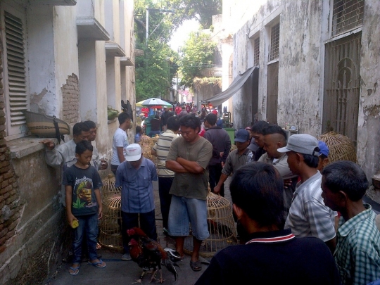 Melihat pusat turnamen sabung ayam di Kota Lama Semarang