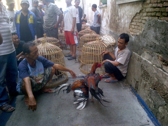 Melihat pusat turnamen sabung ayam di Kota Lama Semarang