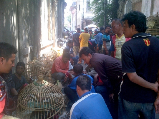 Melihat pusat turnamen sabung ayam di Kota Lama Semarang