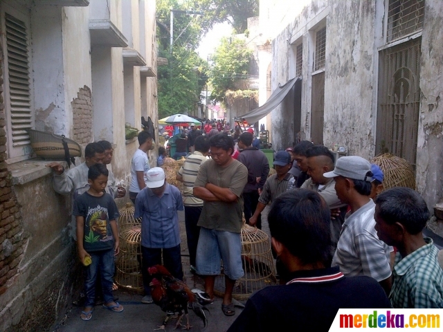 Foto : Melihat pusat turnamen sabung ayam di Kota Lama 