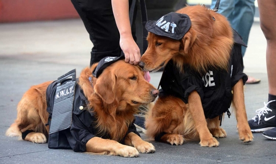 Gaya anjing berkostum unik rayakan Halloween di California