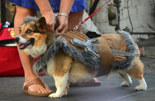 Gaya anjing berkostum unik rayakan Halloween di California