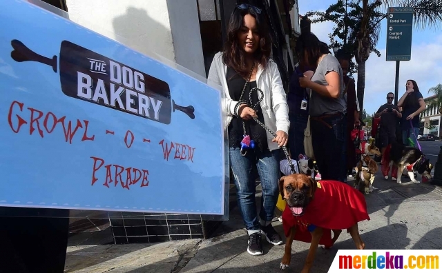 Foto Gaya Anjing Berkostum Unik Rayakan Halloween Di California