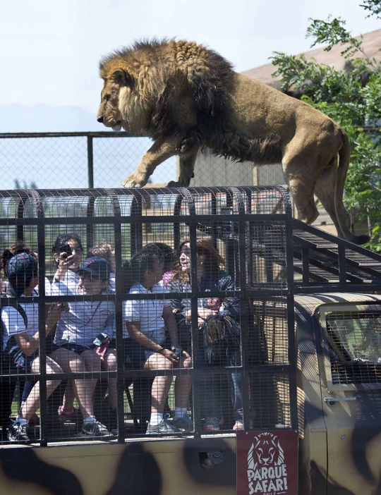 Sensasi merinding saat beri makan singa di kebun binatang Chile