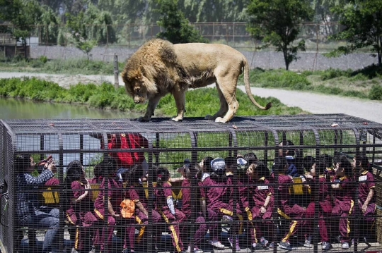 Sensasi merinding saat beri makan singa di kebun binatang Chile