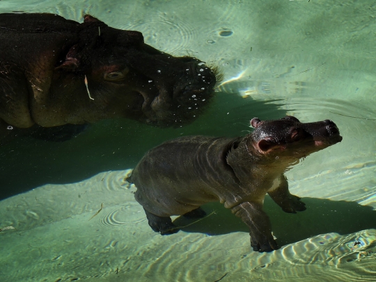 Lucunya bayi kuda nil asyik berenang dengan induknya