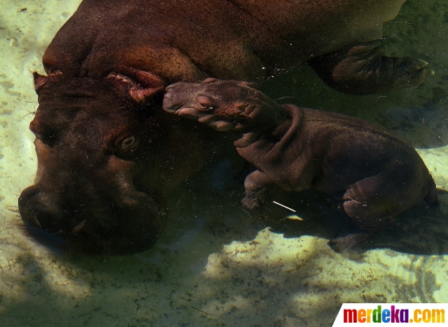 Foto Lucunya bayi kuda nil asyik berenang dengan 