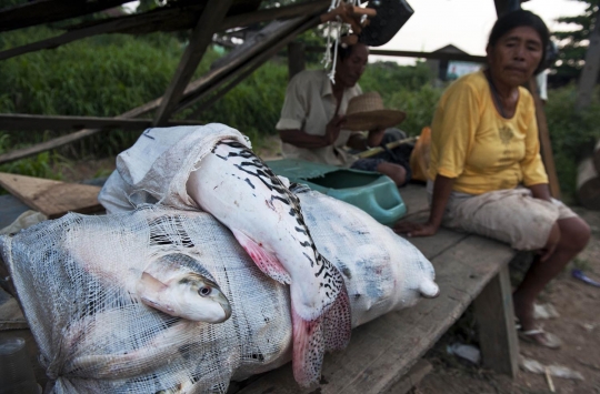 Berburu ikan lele penghuni Sungai Madre de Dios di Peru
