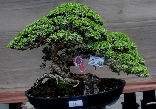 Pameran dan kontes bonsai tingkat nasional di Kediri