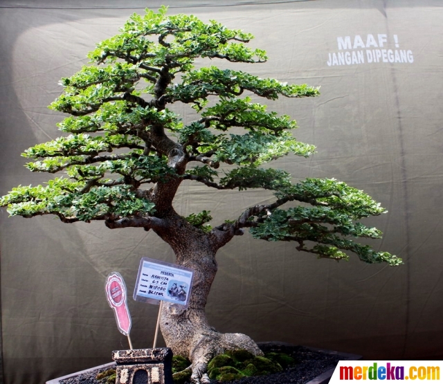 Foto : Pameran dan kontes bonsai tingkat nasional di Kediri| merdeka.com