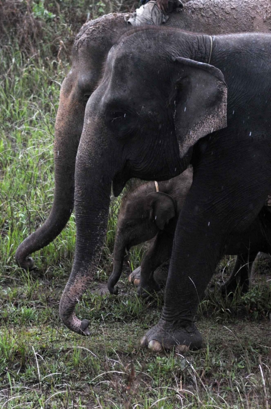 Kehidupan kawanan gajah Sumatera di Way Kambas