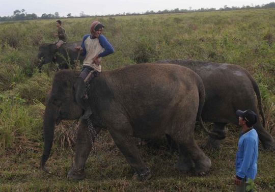 Kehidupan kawanan gajah Sumatera di Way Kambas