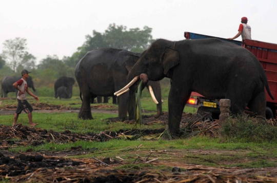 Kehidupan kawanan gajah Sumatera di Way Kambas