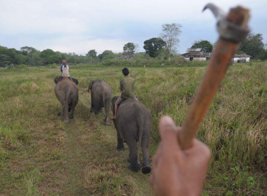 Kehidupan kawanan gajah Sumatera di Way Kambas