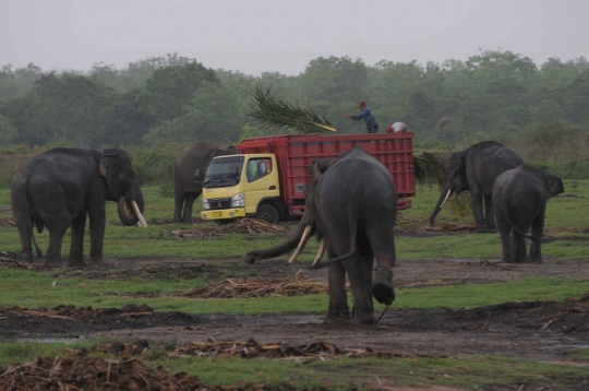 Kehidupan kawanan gajah Sumatera di Way Kambas