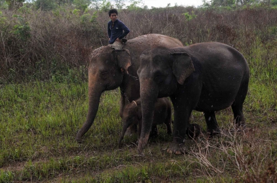 Kehidupan kawanan gajah Sumatera di Way Kambas