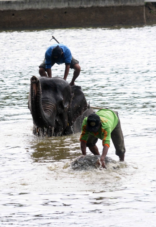 Kehidupan kawanan gajah Sumatera di Way Kambas