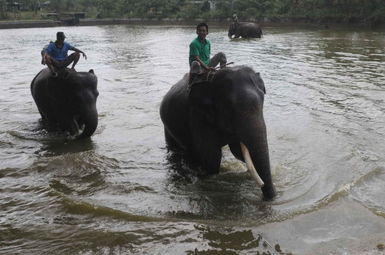 Kehidupan kawanan gajah Sumatera di Way Kambas