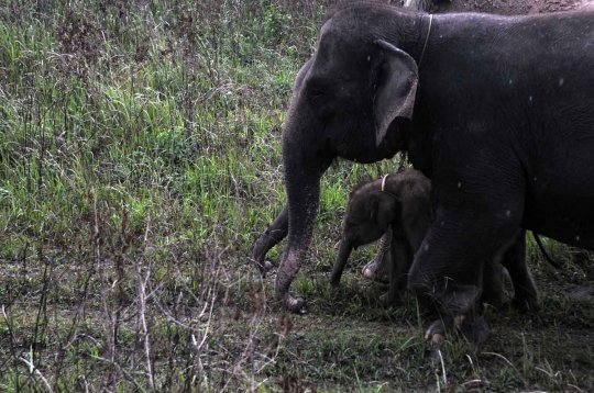 Kehidupan kawanan gajah Sumatera di Way Kambas