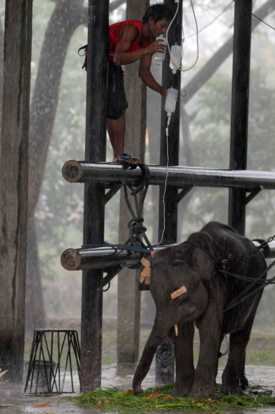 Kehidupan kawanan gajah Sumatera di Way Kambas