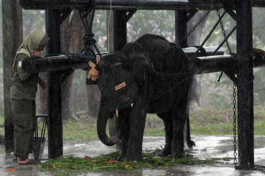 Kehidupan kawanan gajah Sumatera di Way Kambas