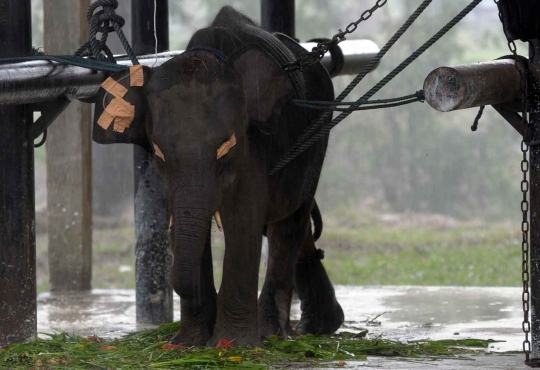 Kehidupan kawanan gajah Sumatera di Way Kambas