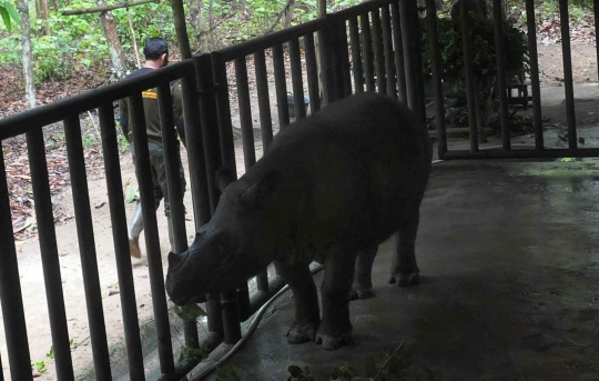 Melihat kondisi Bina, badak Sumatera usia 31 tahun di Way Kambas