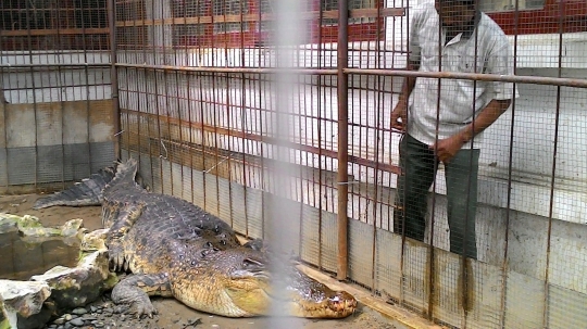 Buaya muara 6 meter yang bikin resah warga Aceh ditangkap