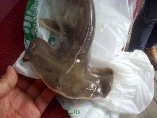 Ini bayi Hiu Martil jenis Smooth Hammer yang dijual di Carrefour