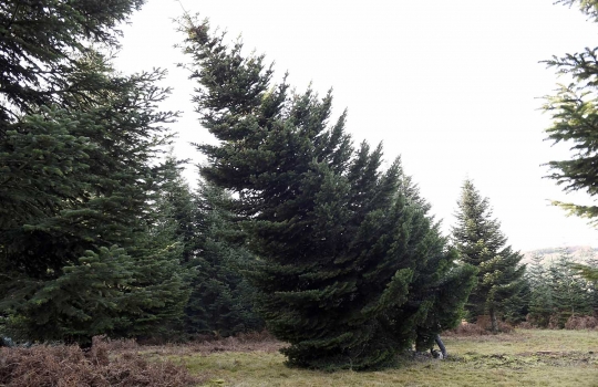 Melihat pemanenan pohon cemara untuk perayaan Natal
