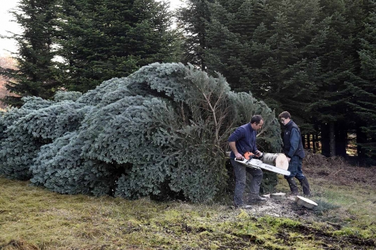 Melihat pemanenan pohon cemara untuk perayaan Natal