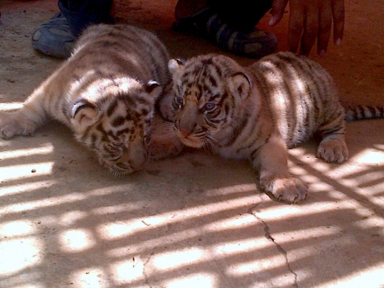 Lucunya bayi harimau Benggala di kebun binatang Semarang