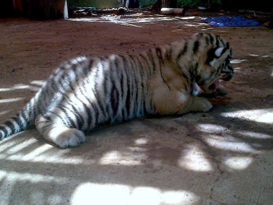 Lucunya bayi harimau Benggala di kebun binatang Semarang