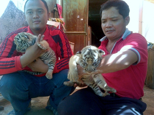 Lucunya bayi harimau Benggala di kebun binatang Semarang