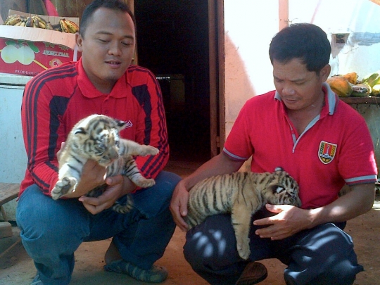 Lucunya bayi harimau Benggala di kebun binatang Semarang