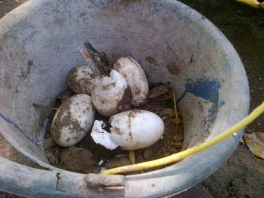 Melihat penetasan puluhan telur buaya muara di Bonbin Semarang