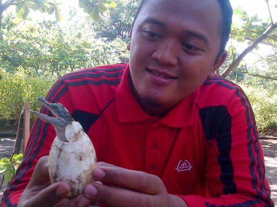 Melihat penetasan puluhan telur buaya muara di Bonbin Semarang