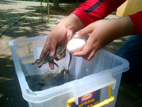 Melihat penetasan puluhan telur buaya muara di Bonbin Semarang