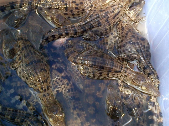 Melihat penetasan puluhan telur buaya muara di Bonbin Semarang