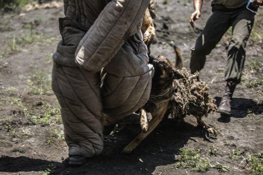 Tekan aksi perburuan liar, anjing-anjing ini dilatih bak tentara