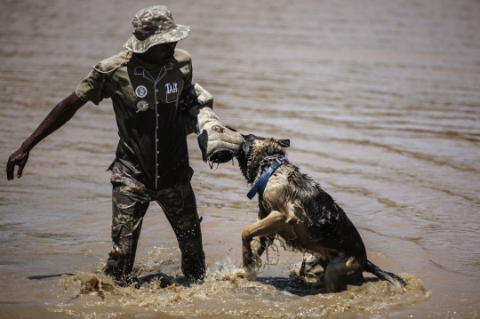 Tekan aksi perburuan liar, anjing-anjing ini dilatih bak tentara