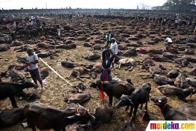 Foto : Sadisnya festival ini ratusan ribu kerbau ditebas 